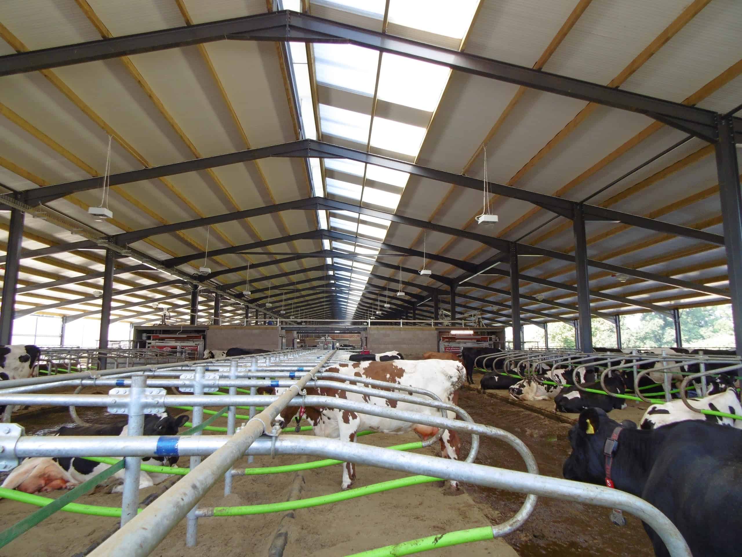 Filon Rooflight create the perfect conditions for cows that milk ...